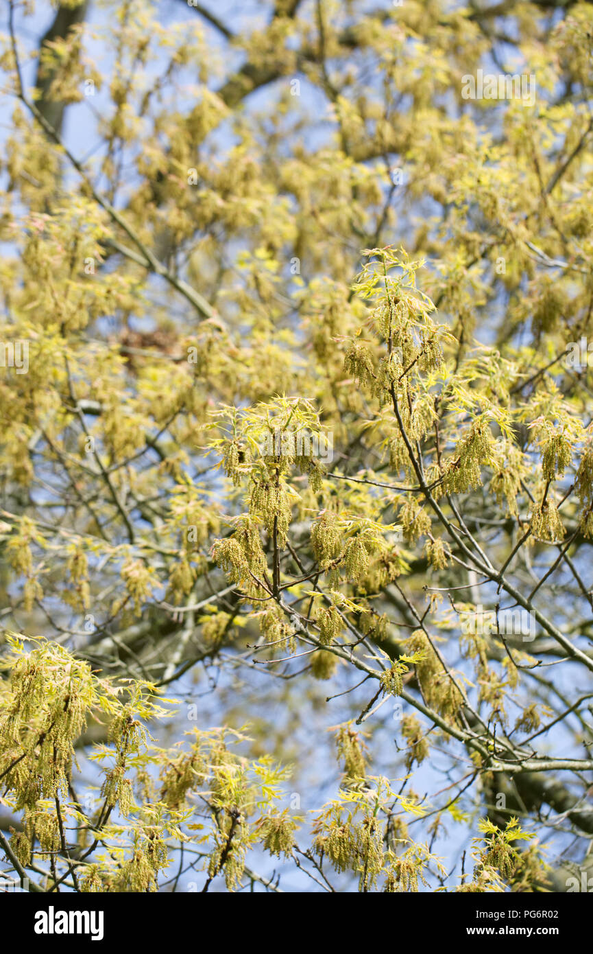 Quercus coccinea 'Splendens' fiori in primavera. Foto Stock