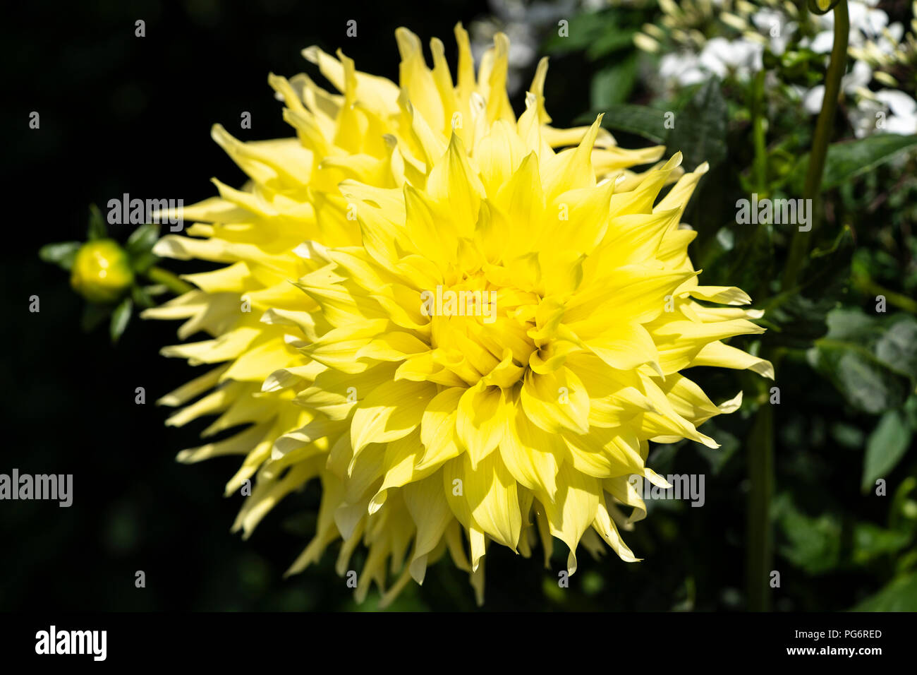 Dahlia 'stella gialla" è un magnifico e accattivanti dahlia con ricchi burroso fiori giallo Foto Stock
