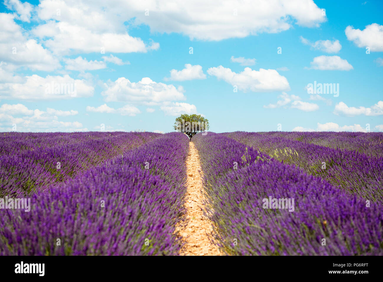 Francia, Provenza, altopiano di Valensole, viola infiniti campi di lavanda in fiore in estate Foto Stock