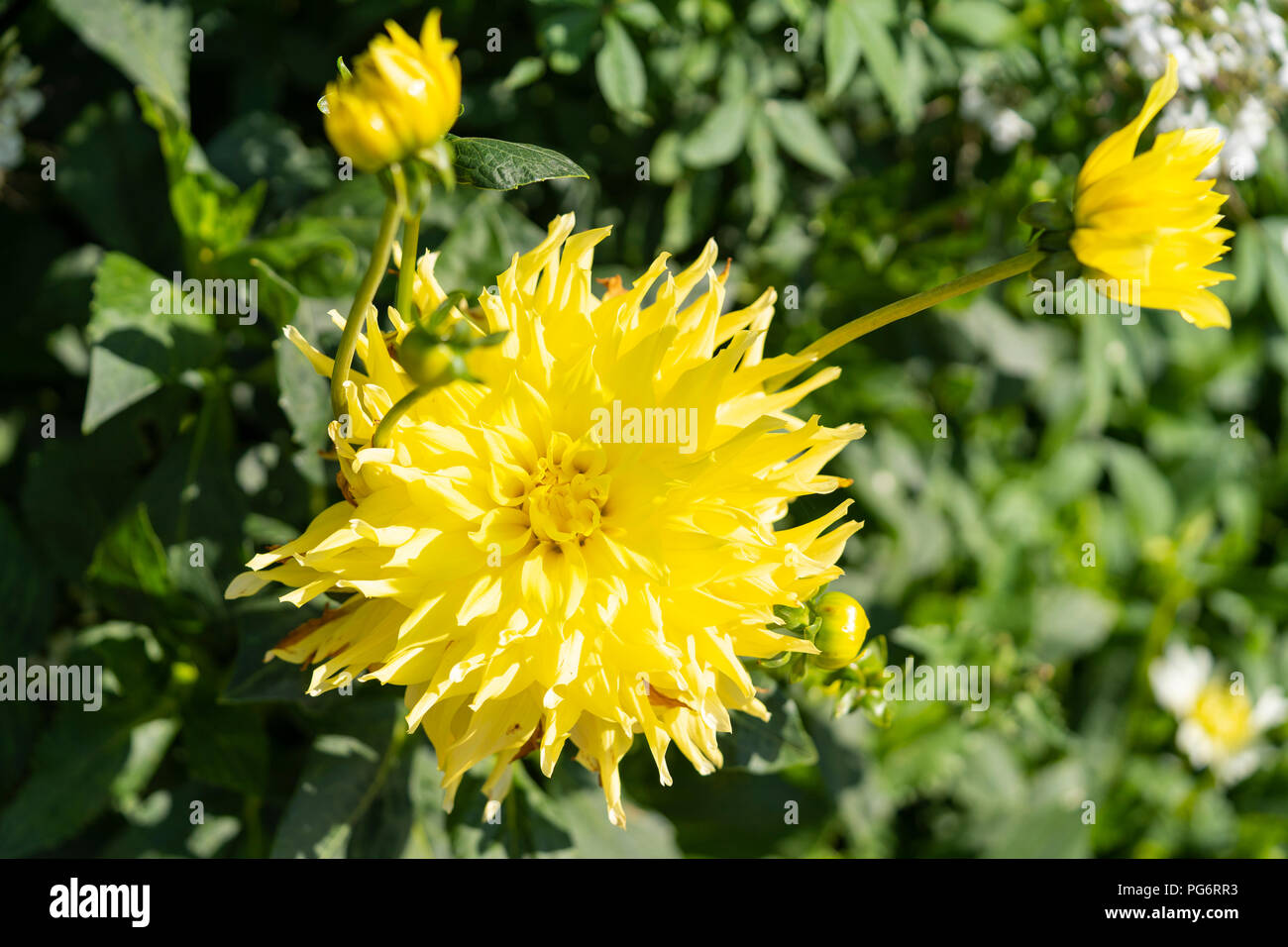 Dahlia 'stella gialla" è un magnifico e accattivanti dahlia con ricchi burroso fiori giallo Foto Stock
