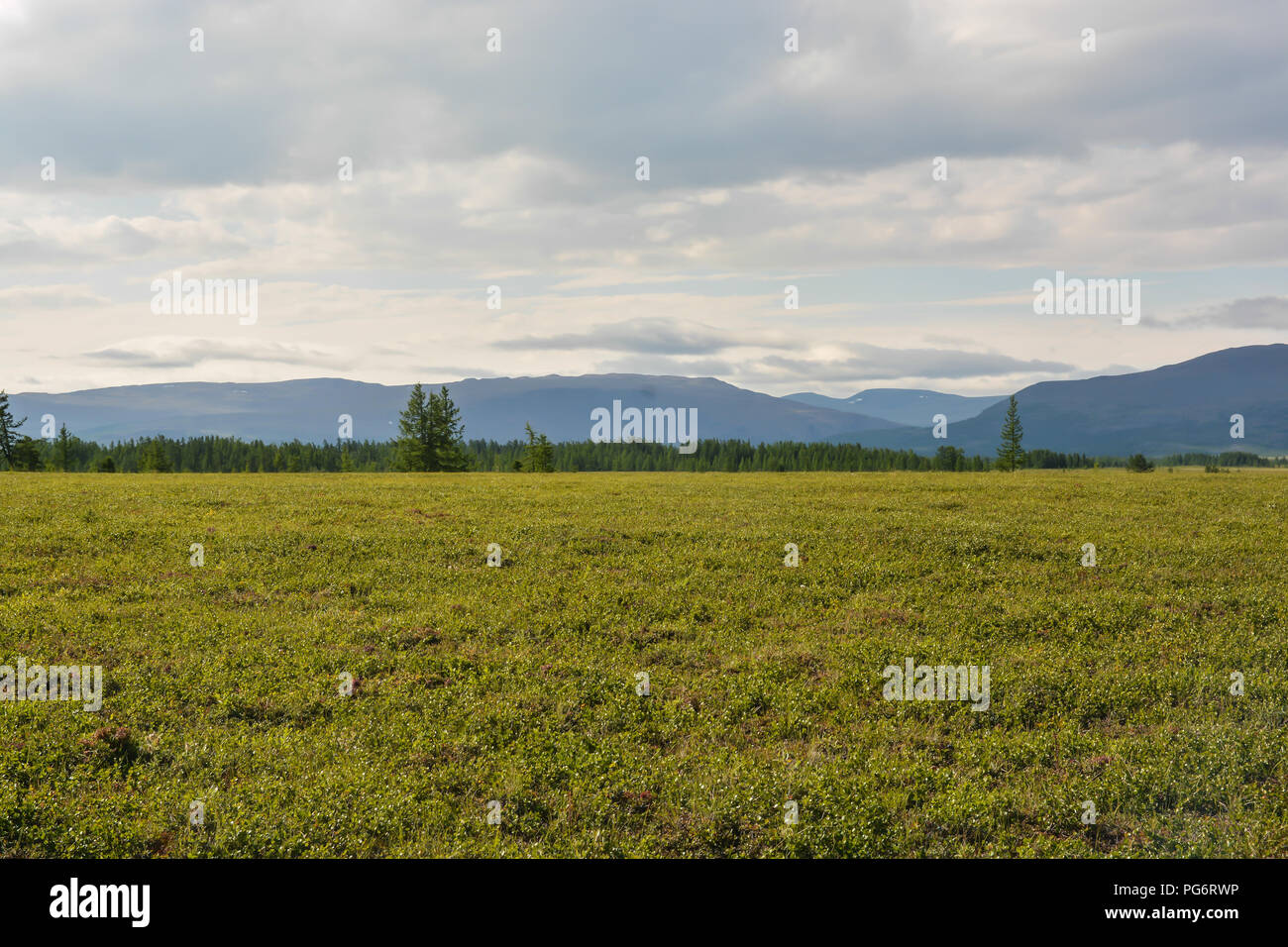 Foothill tundra. Parco naturale degli Urali polari in Russia. Foto Stock