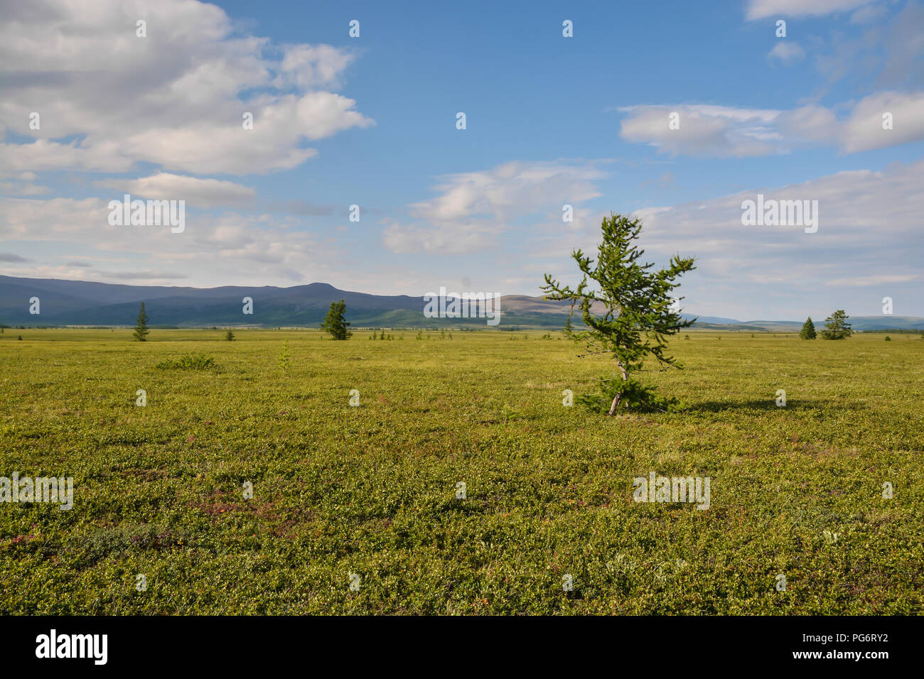 Foothill tundra. Parco naturale degli Urali polari in Russia. Foto Stock