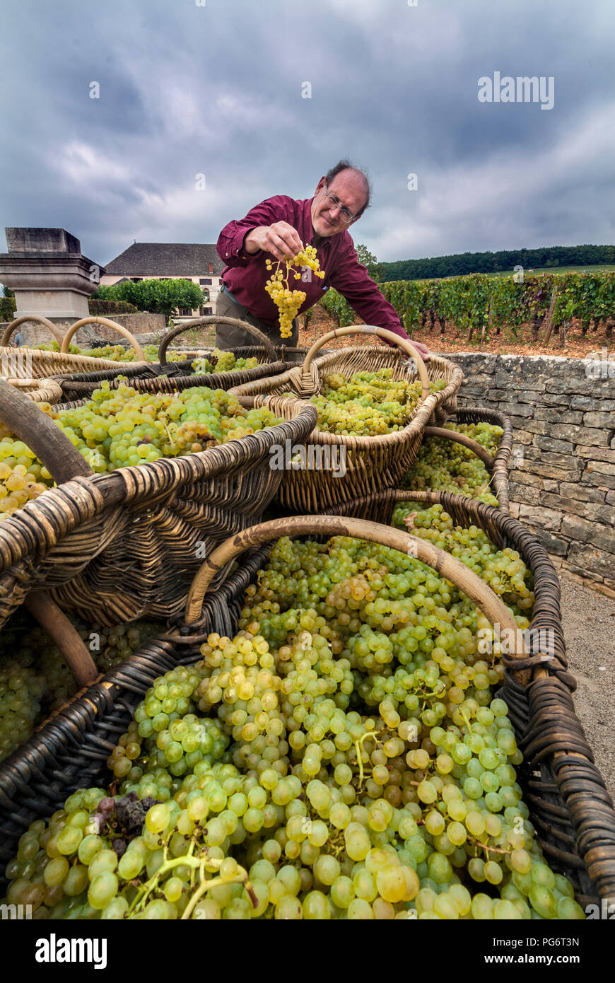 Enologo presso Louis Latour, controlli uva Chardonnay raccolto da Corton Charlemagne vigna entrando Chateau Corton Grancey Aloxe Corton Borgogna Foto Stock