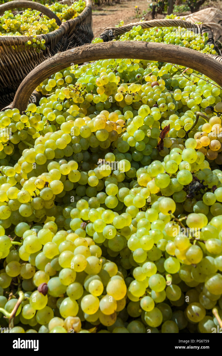 Uva Chardonnay raccolto in tradizionale della Borgogna raccolto in vimini cestini da Corton Charlemagne vineyard Chateau Corton Grancey Aloxe Corton Borgogna Foto Stock