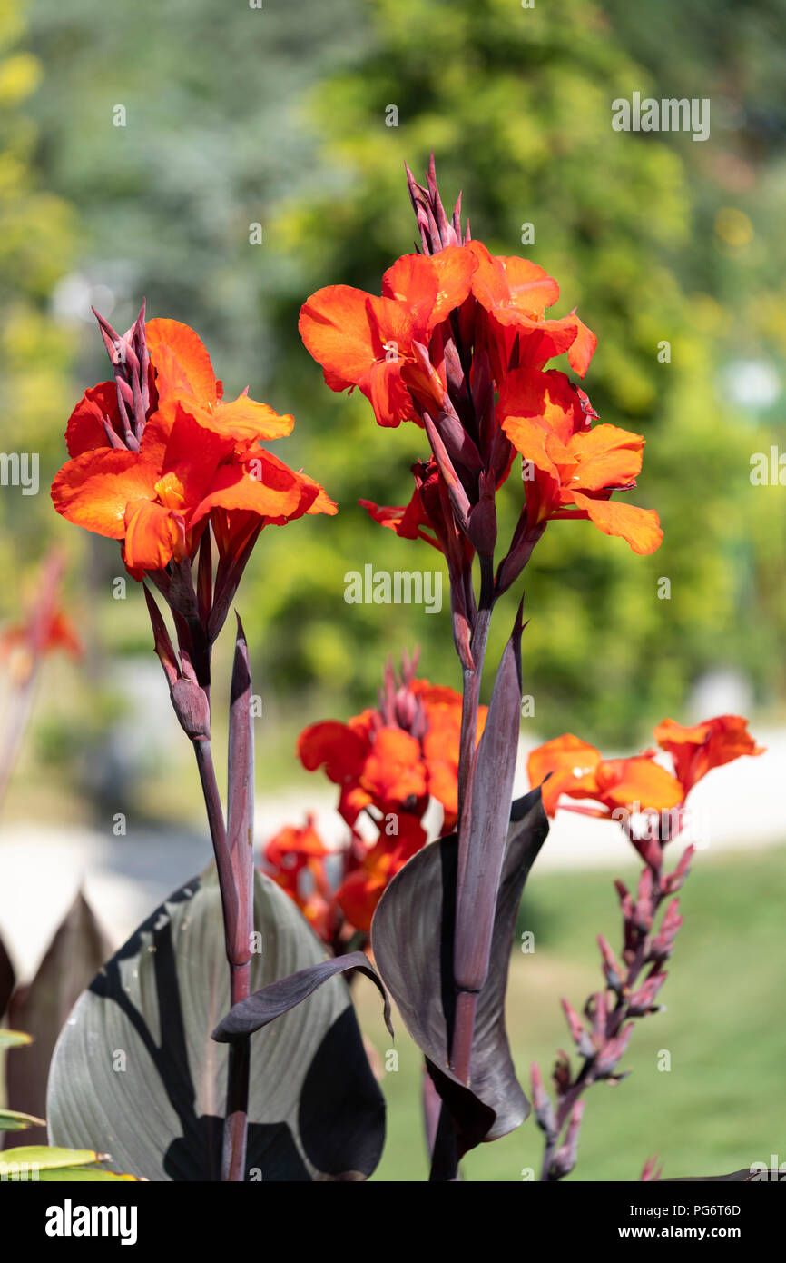 Intenso rosso scarlatto e arancio canna "Tropicanna Black" (canna Lily) fiori al Kittenberger Erlebnisgärten, una popolare destinazione in Austria Foto Stock