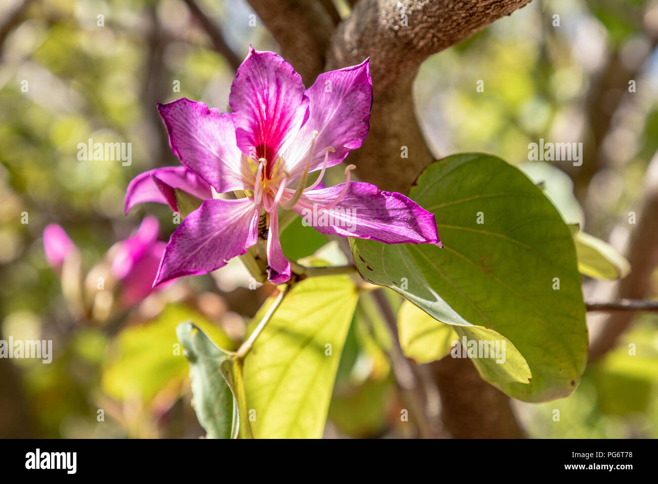 Fiore rosa in fiore in presenza di luce solare, Spagna. Foto Stock