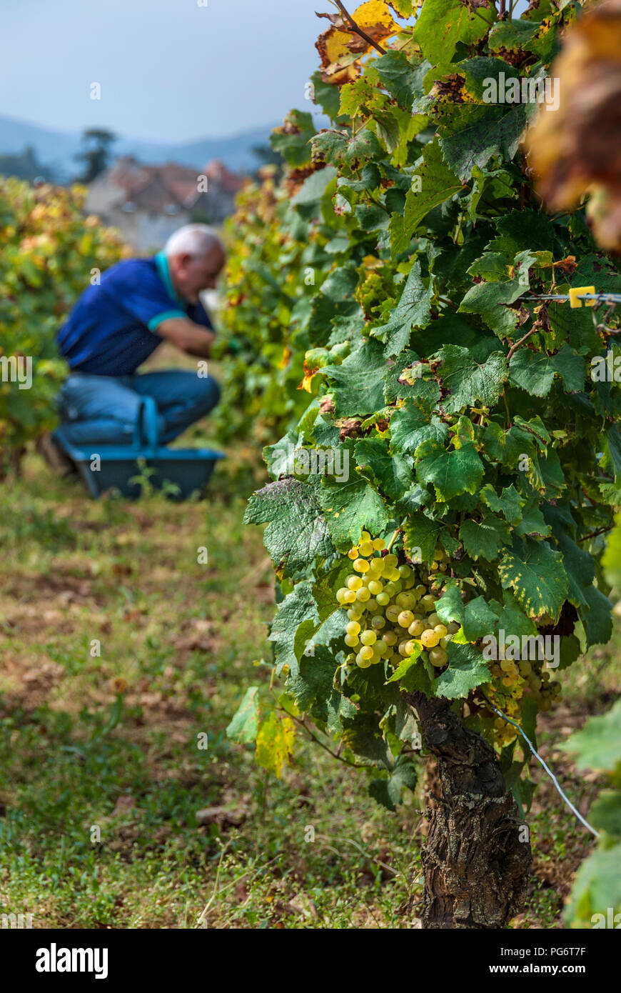 Romanee-Conti 'Le Montrachet' Grand Cru vigna DRC, raccolta uva raccolta harvester mature uve Chardonnay, Chassagne-Montrachet Cote d'Or Francia Foto Stock