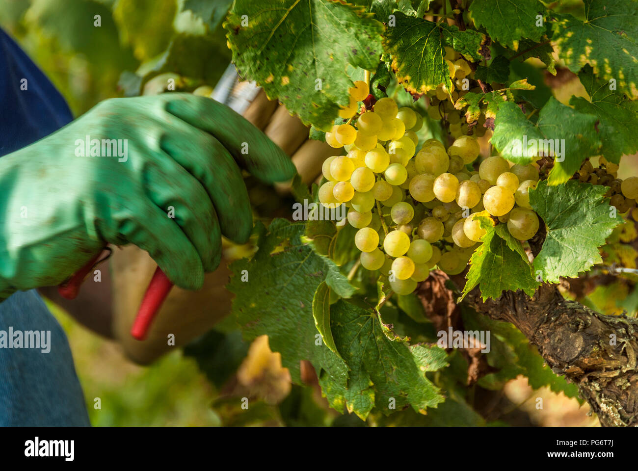 Romanée-Conti 'Le Montrachet' Grand Cru vigna DRC, vendemmiatrice mazzetto di taglio di ripe uve Chardonnay, Puligny-Montrachet Cote d'Or Francia Foto Stock