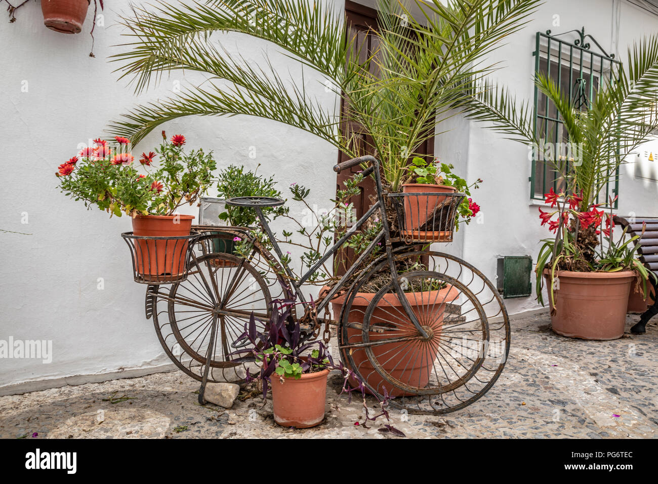 Il vecchio ciclo essendo utilizzato come una decorazione floreale in strada a Frigiliana, Spagna Foto Stock
