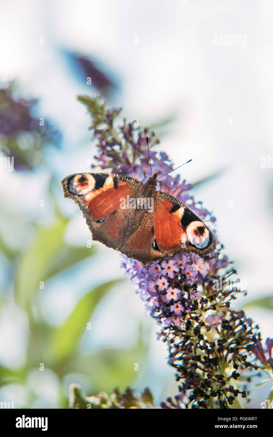 Farfalla pavone su un fiore buddleja Foto Stock