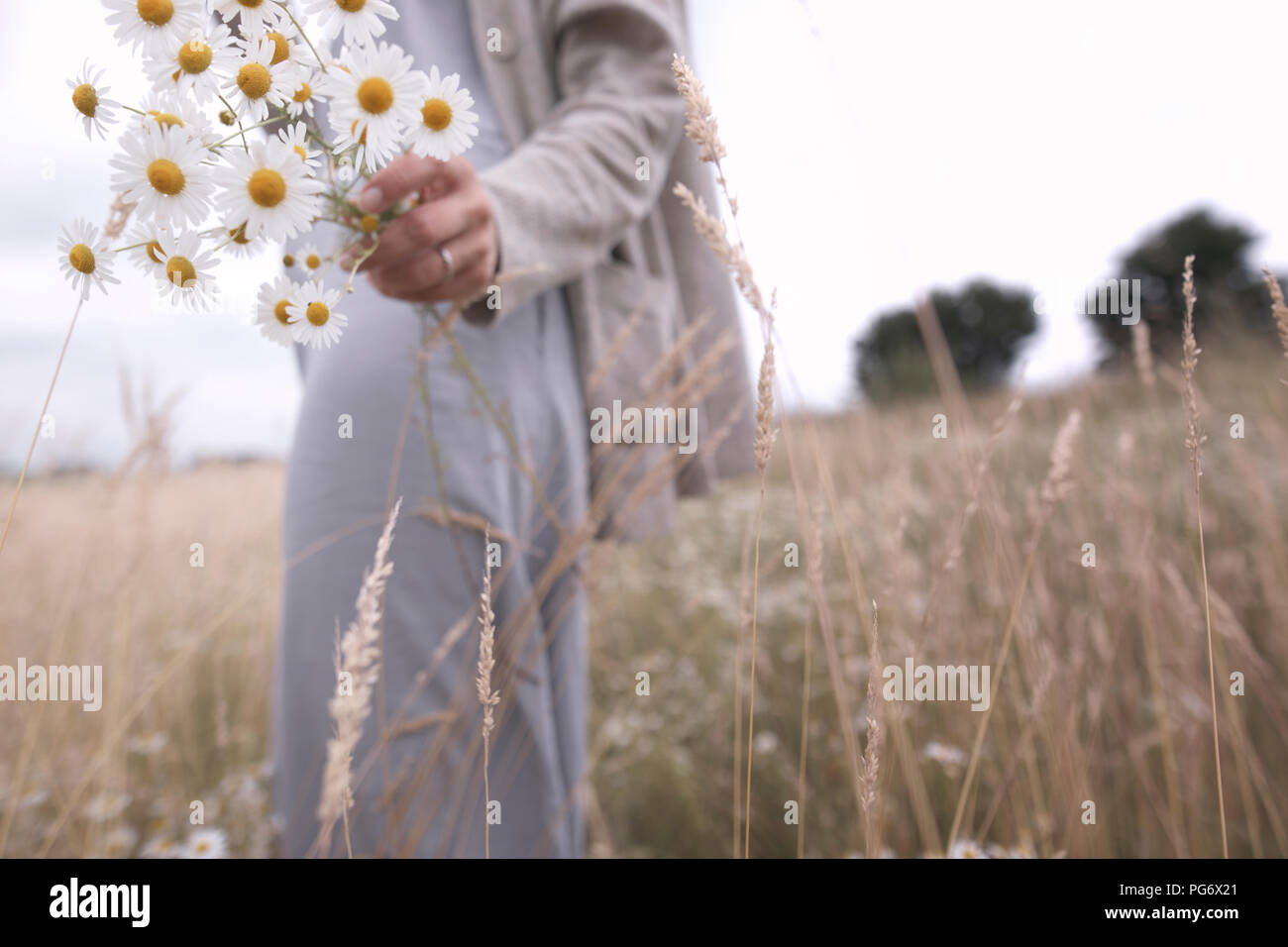Donna su un campo azienda mazzetto di raccolti chamomiles, vista parziale Foto Stock