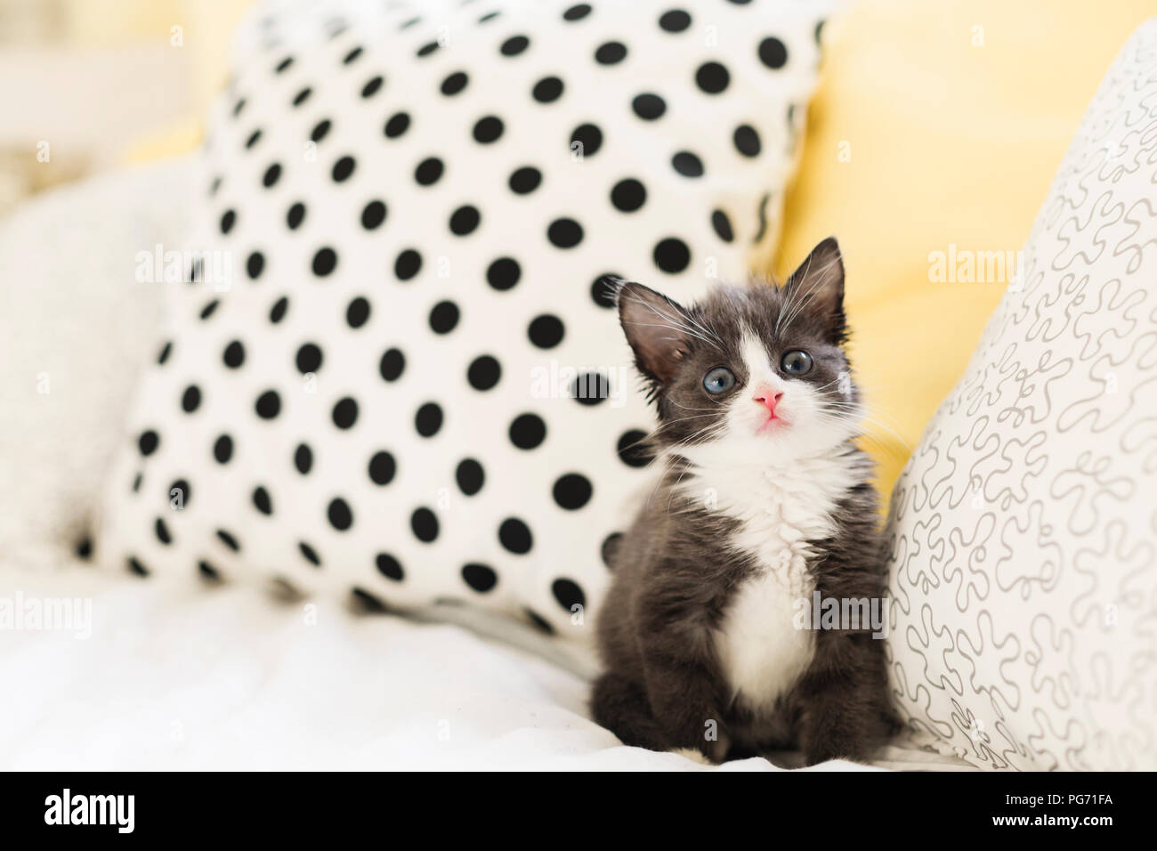 Starring gattino a casa Foto Stock