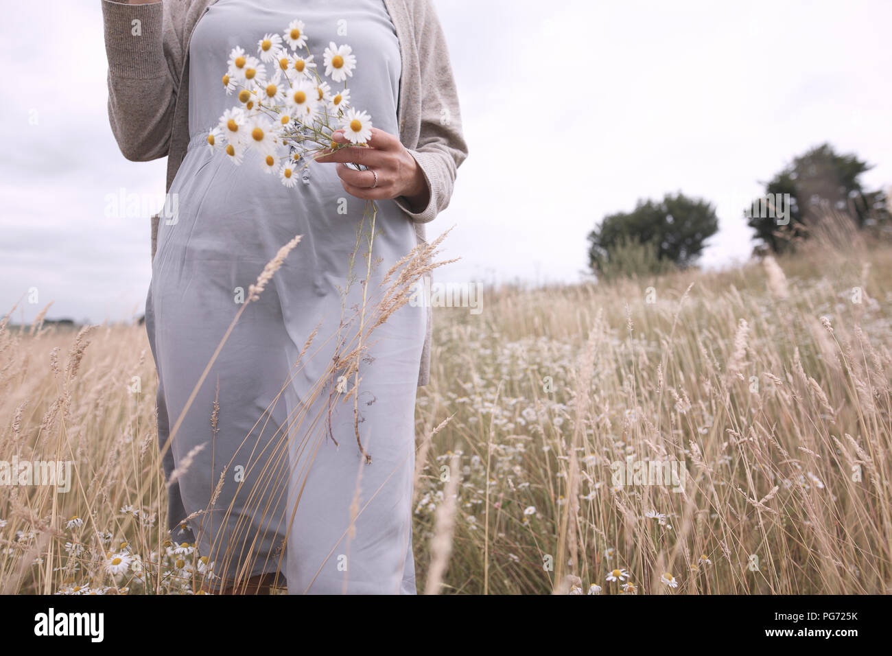 Donna su un campo con il mazzetto di raccolti chamomiles, vista parziale Foto Stock