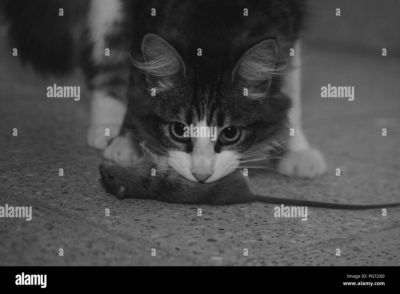 Cat sono a caccia e giocare con i topi Foto Stock