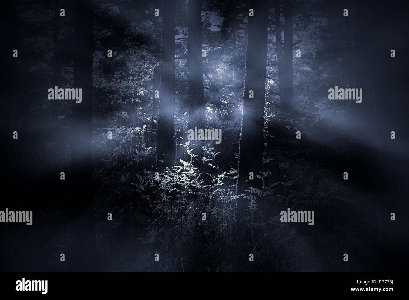 Misteriosa nebbia fitta di boschi all'alba Foto Stock