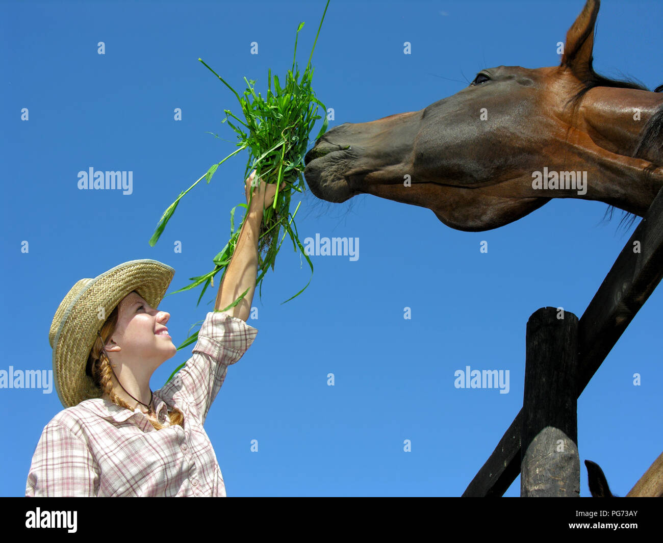 Giovani cowgirl alimentando il cavallo in fattoria, sul cielo blu, sfondo a basso angolo di visione Foto Stock