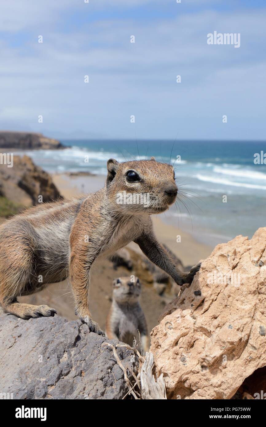 Due Barbary scoiattoli di terra (Atlantoxerus getulus) sulla scogliera sul mare con bordo di mare in background, Fuerteventura, Isole Canarie, maggio. Foto Stock