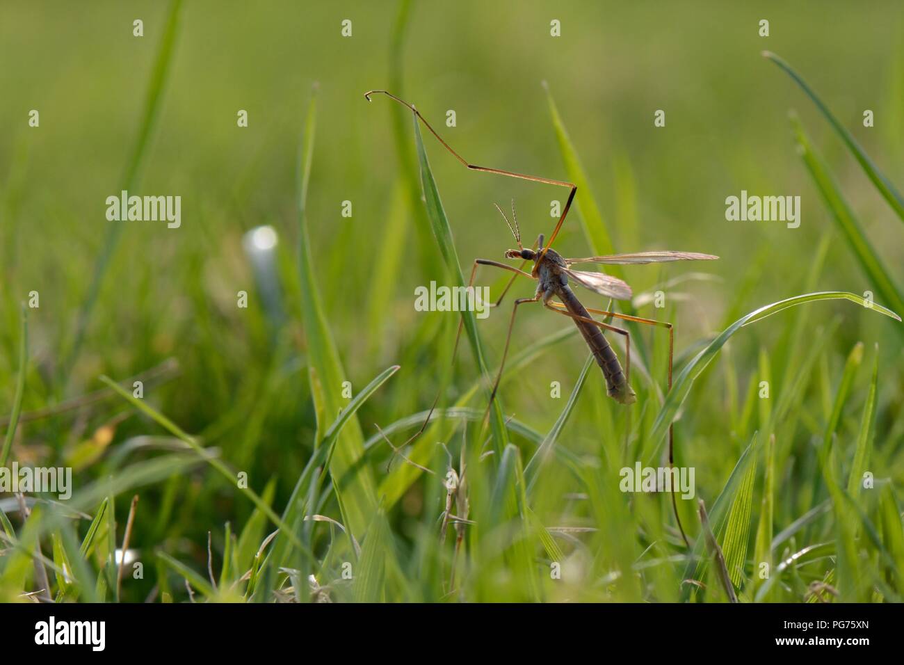 Maschio europeo comune gru volare / Daddy Long legs (Tipula paludosa) recentemente emerse, poggiante su erba in riverside acqua prato, Wiltshire, Settembre Foto Stock