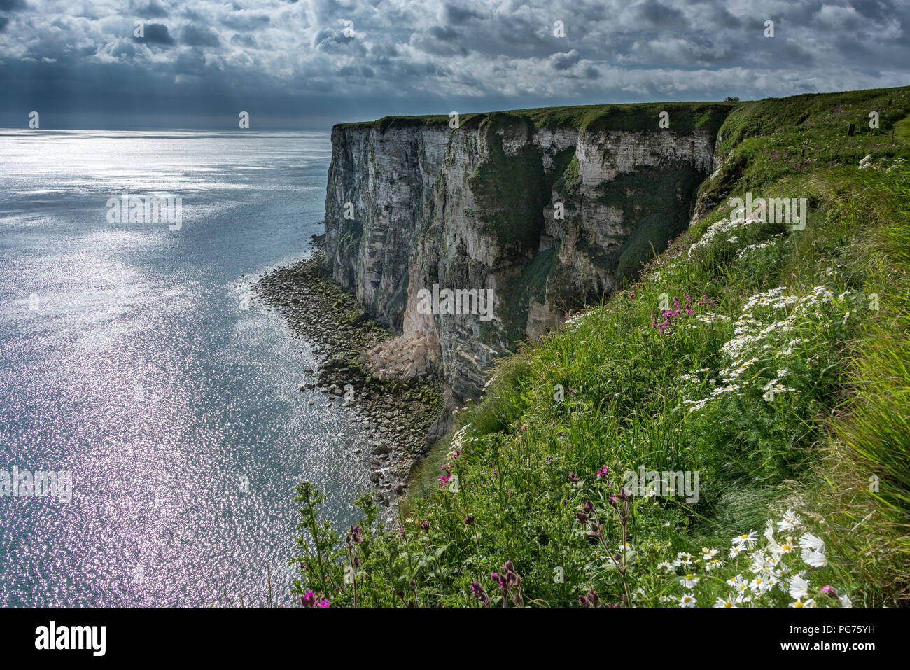 Bempton Cliffs prima della tempesta, North Yorkshire Foto Stock
