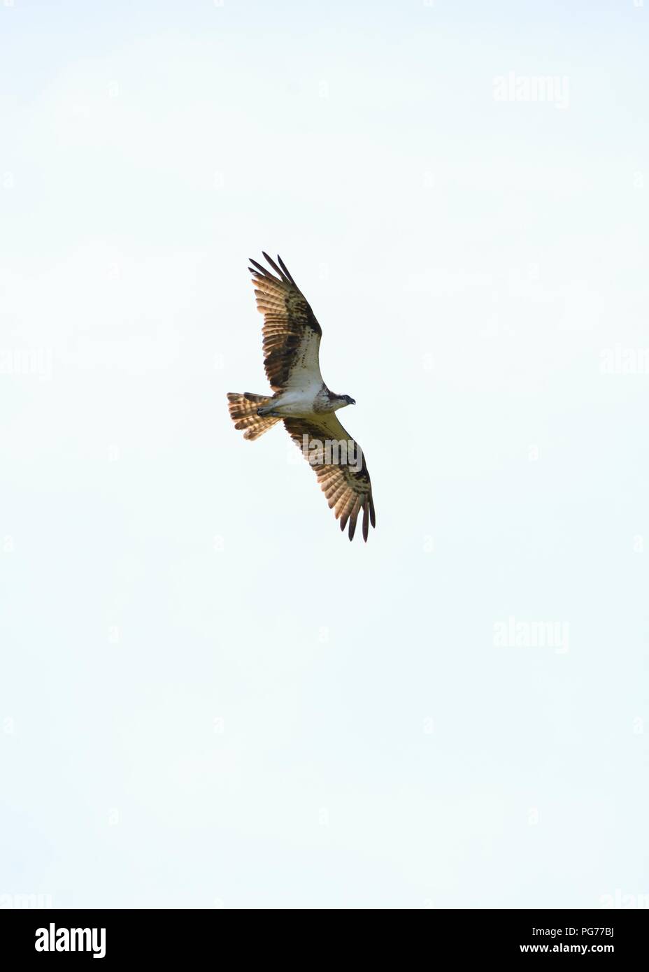 Un western falco pescatore (Pandion haliaetus) soaring overhead in Scozia, Regno Unito, Europa Foto Stock