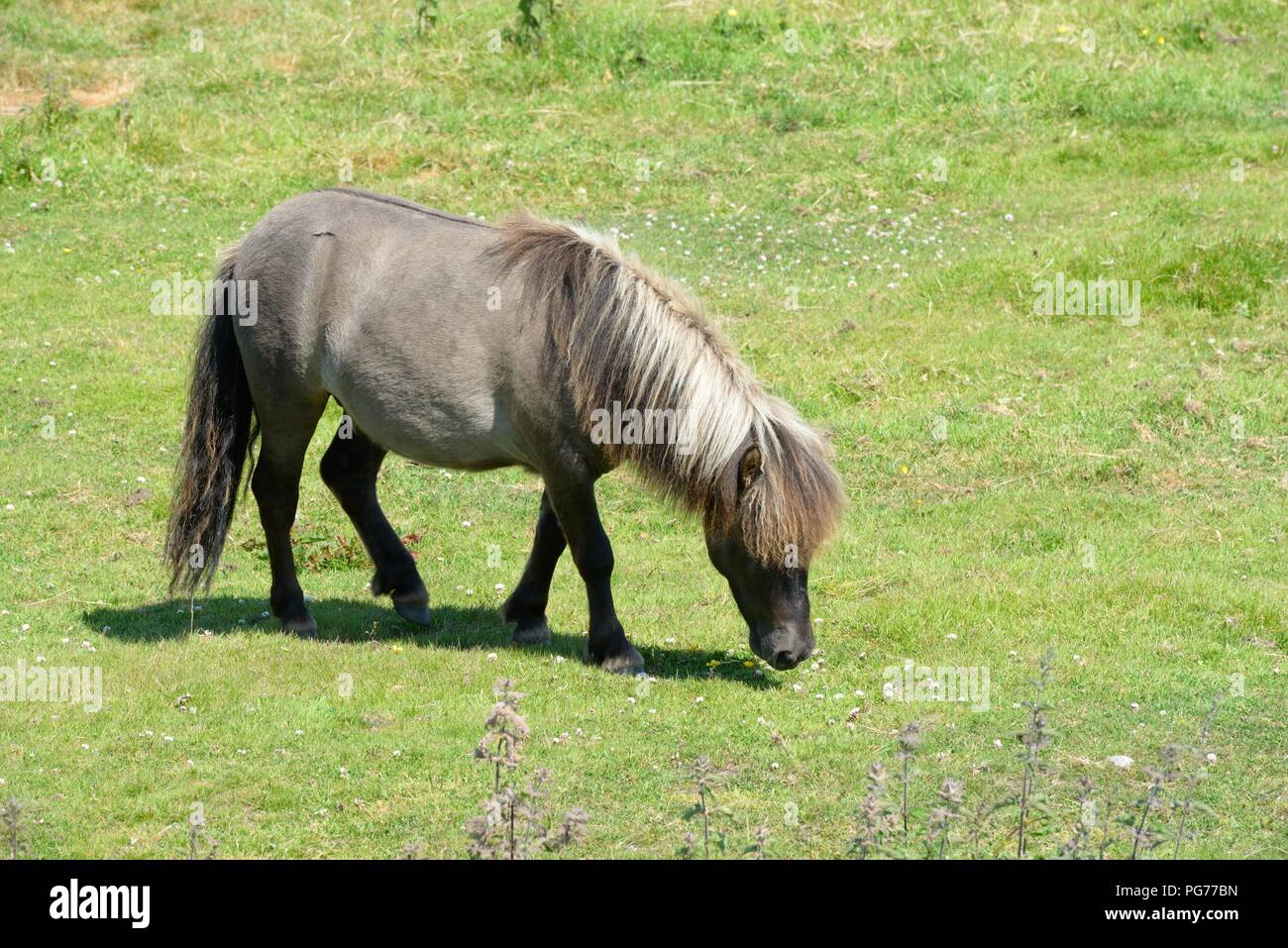 Un piccolo pony Shetland pascolare un campo durante il periodo estivo in Skelbo, Sutherland, Scotland, Regno Unito Foto Stock