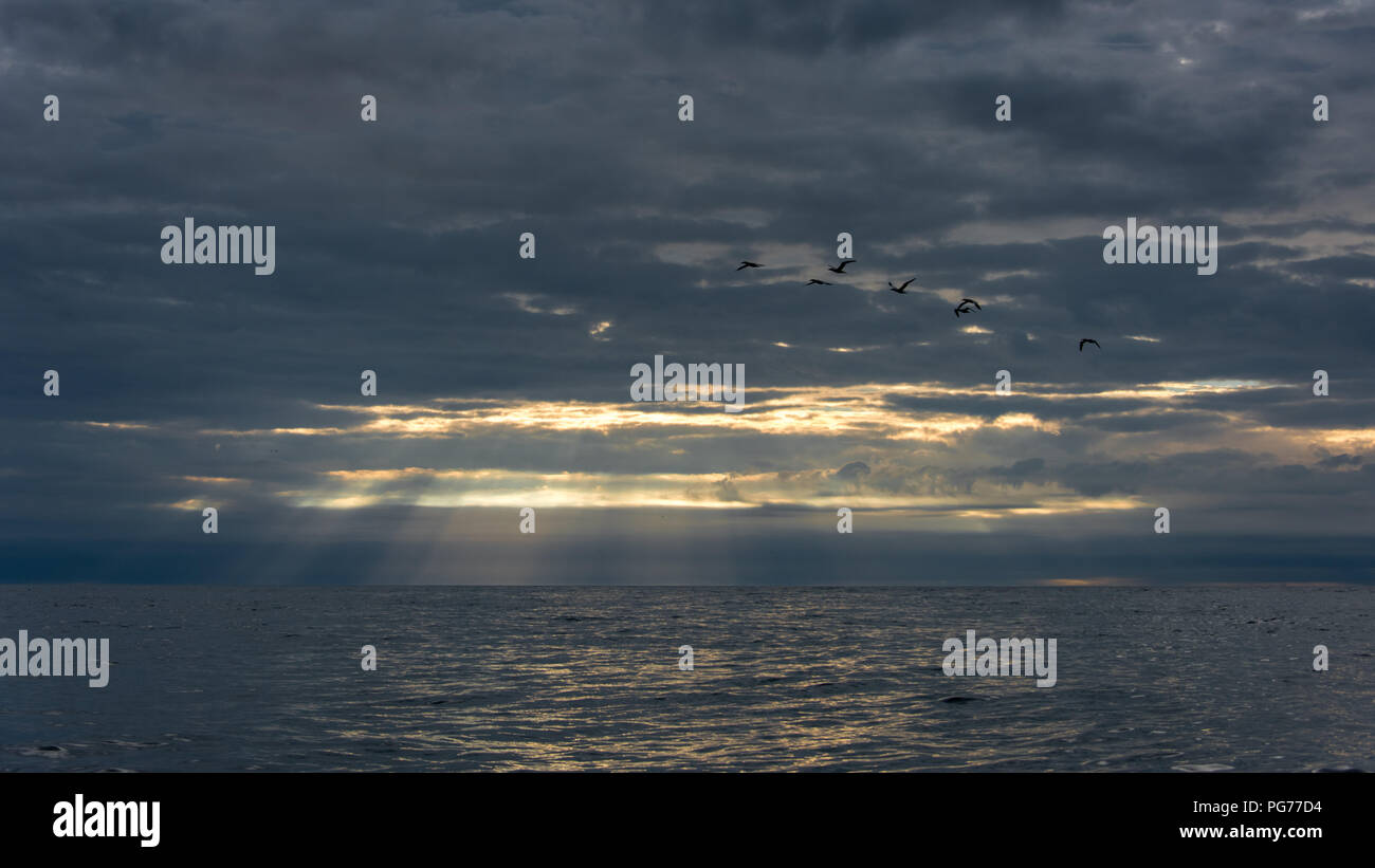 Uccelli contro il cielo drammatico con Alba attraverso il mare Foto Stock