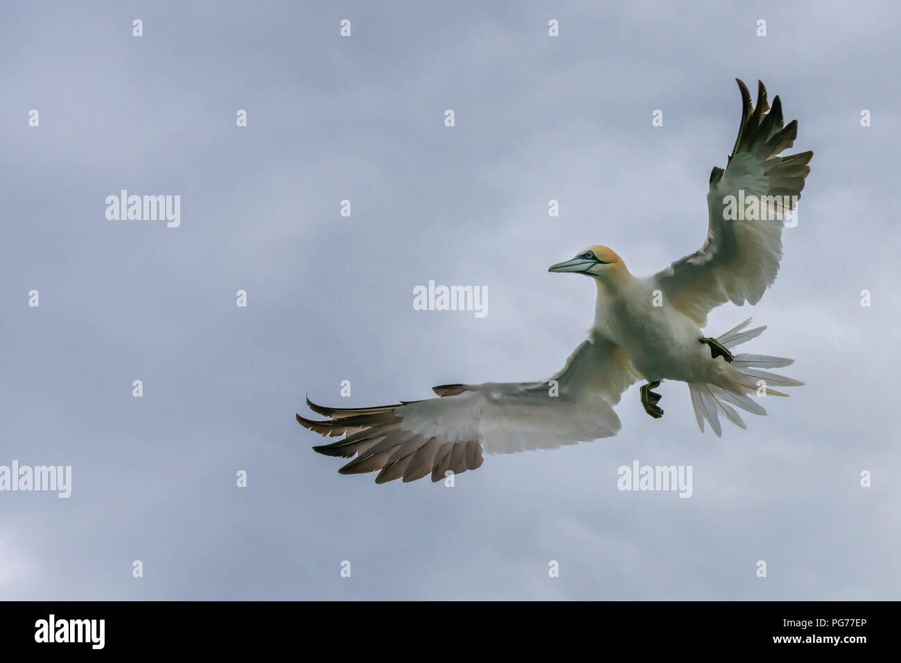 Gannett, (Morus bassanus) in volo prima di un tuffo Foto Stock