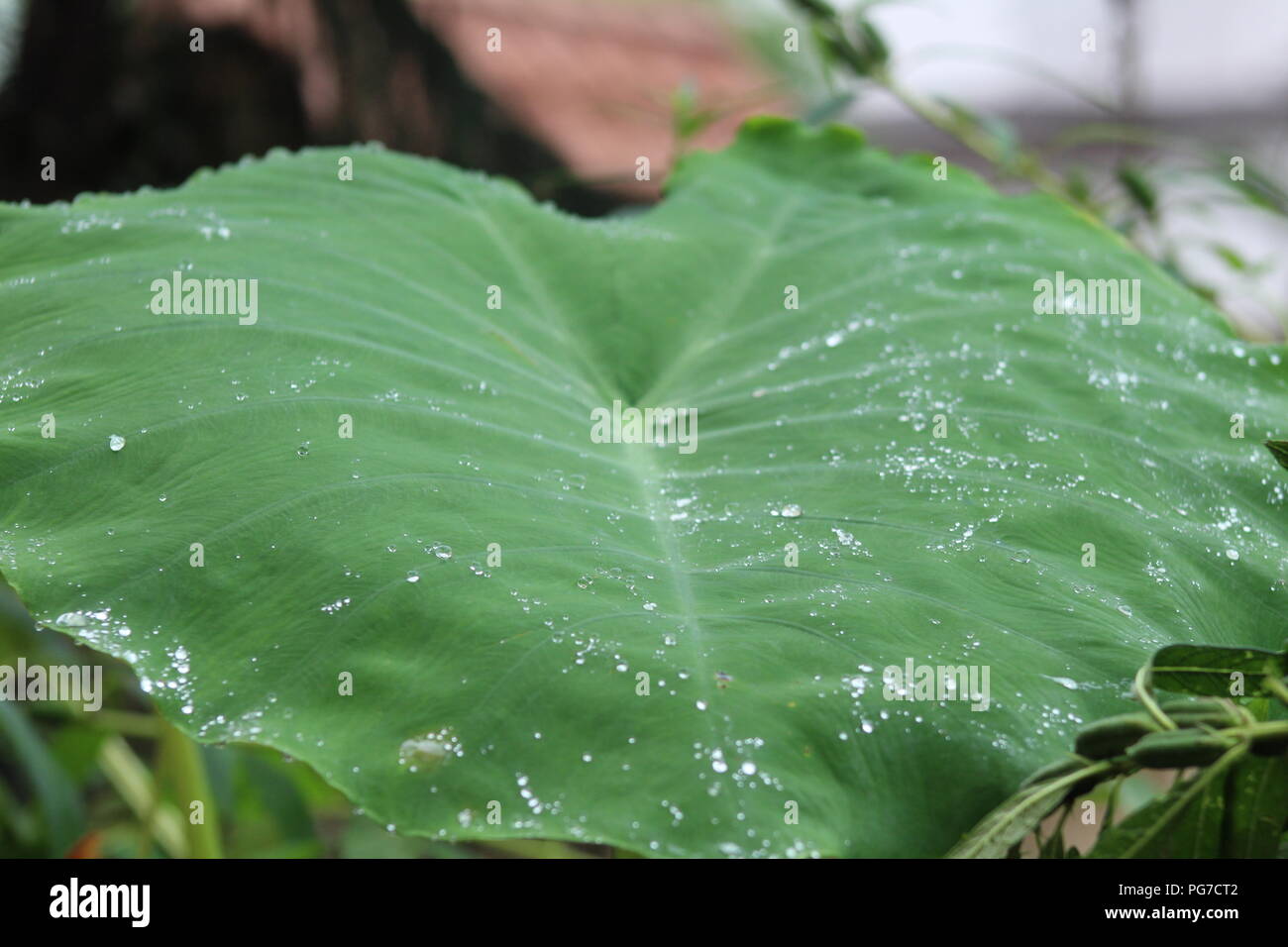 Natura bella vista per gli amanti della natura raindrop in leaf .stagione piovosa-best view Foto Stock