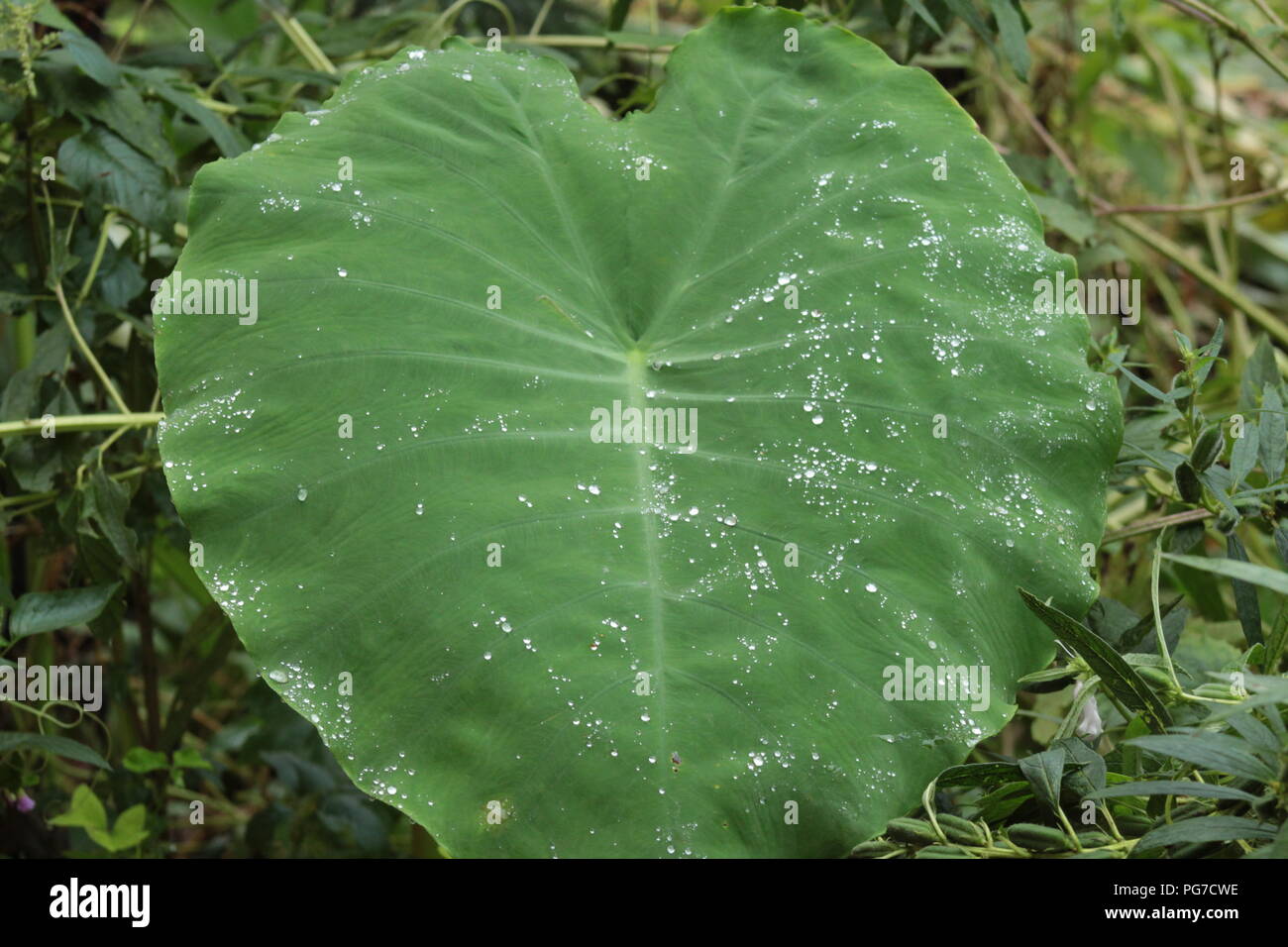 Natura bella vista per gli amanti della natura raindrop in leaf .stagione piovosa-best view Foto Stock
