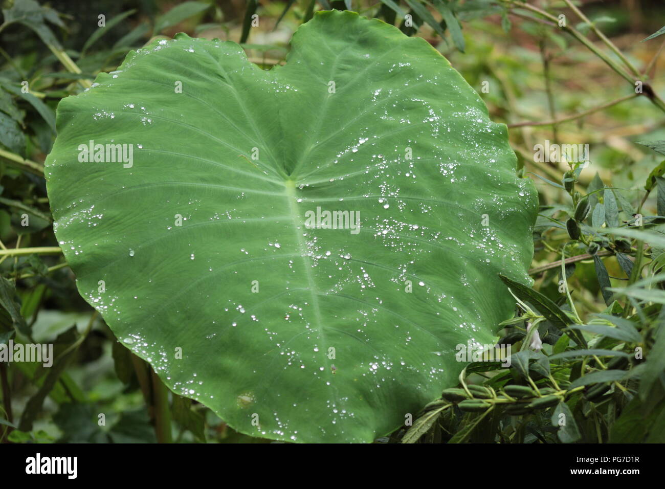 Natura bella vista per gli amanti della natura raindrop in leaf .stagione piovosa-best view Foto Stock