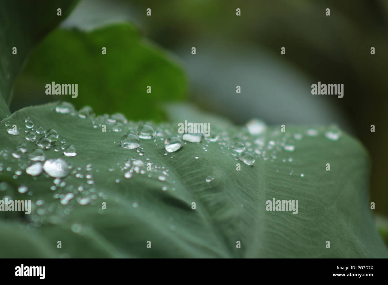 Natura bella vista per gli amanti della natura raindrop in leaf .stagione piovosa-best view Foto Stock
