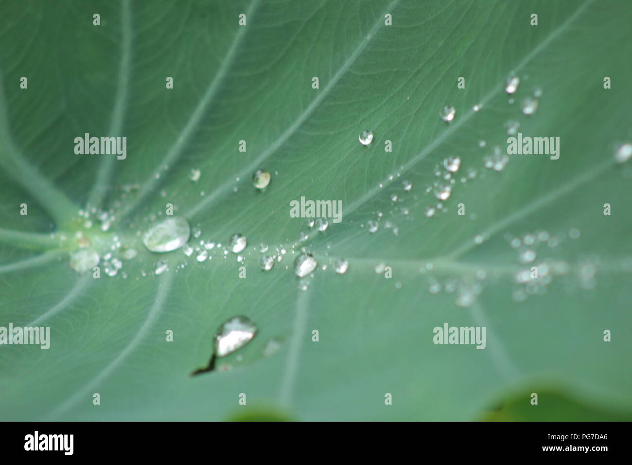 Natura bella vista per gli amanti della natura raindrop in leaf .stagione piovosa-best view Foto Stock