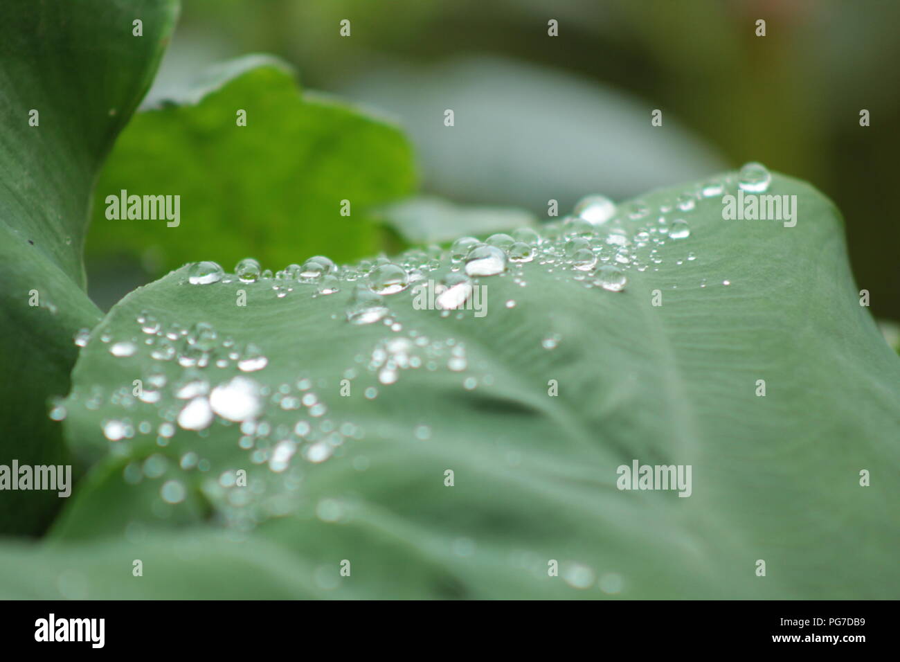 Natura bella vista per gli amanti della natura raindrop in leaf .stagione piovosa-best view Foto Stock