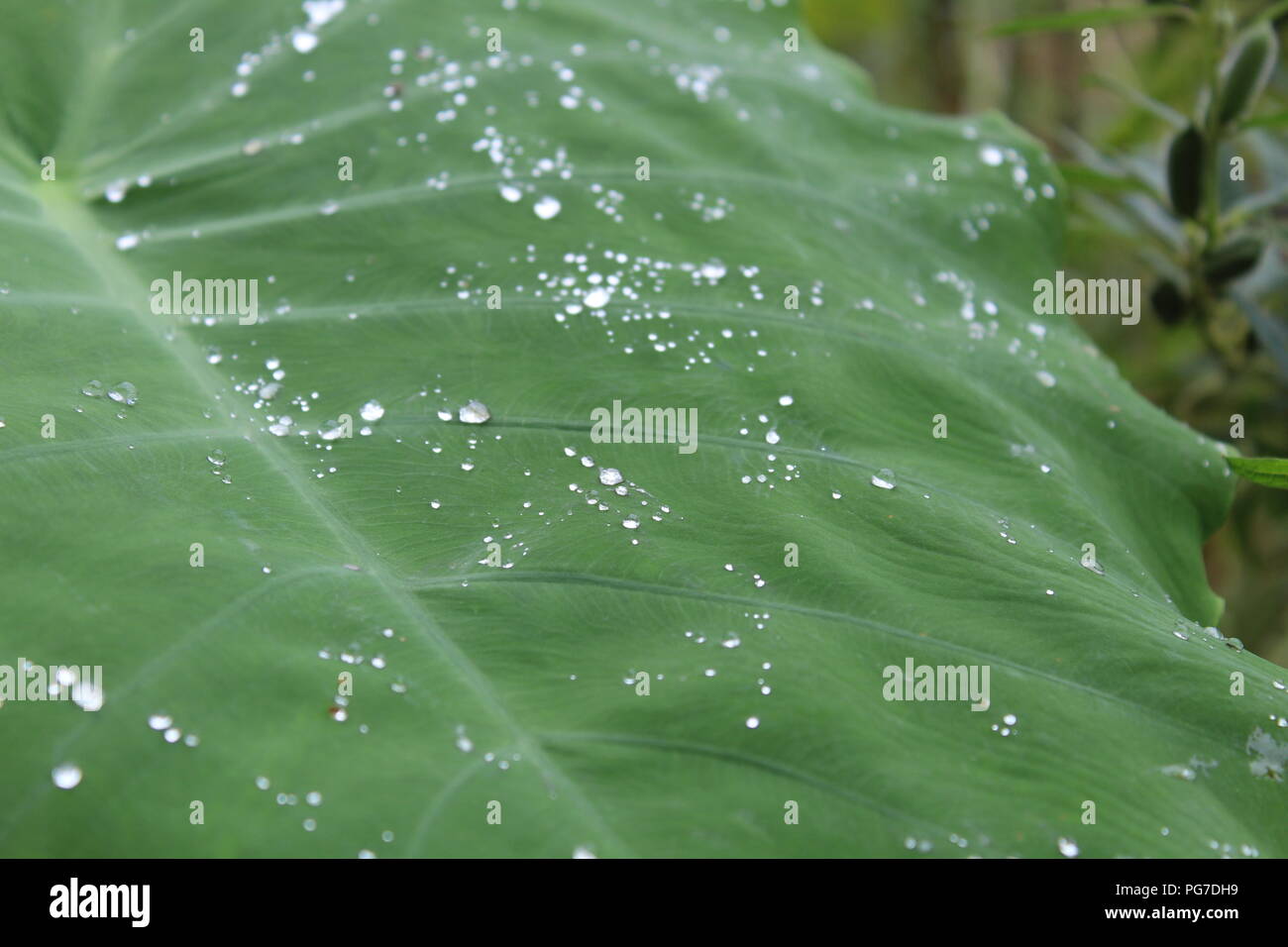 Natura bella vista per gli amanti della natura raindrop in leaf .stagione piovosa-best view Foto Stock