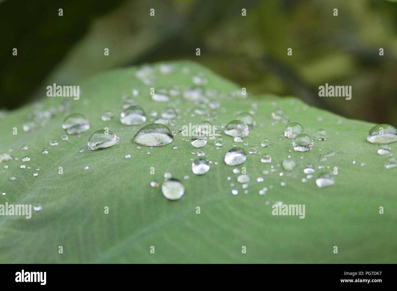 Natura bella vista per gli amanti della natura raindrop in leaf .stagione piovosa-best view Foto Stock