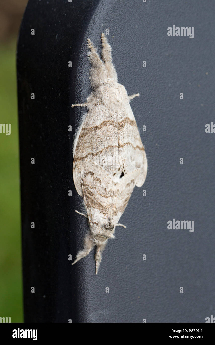 Una coppia di pale di accoppiamento Tussock falene, Calliteara pudibunda, che si sono insediati su una sedia di plastica in un giardino accanto ai campi. La femmina è maggiore o Foto Stock