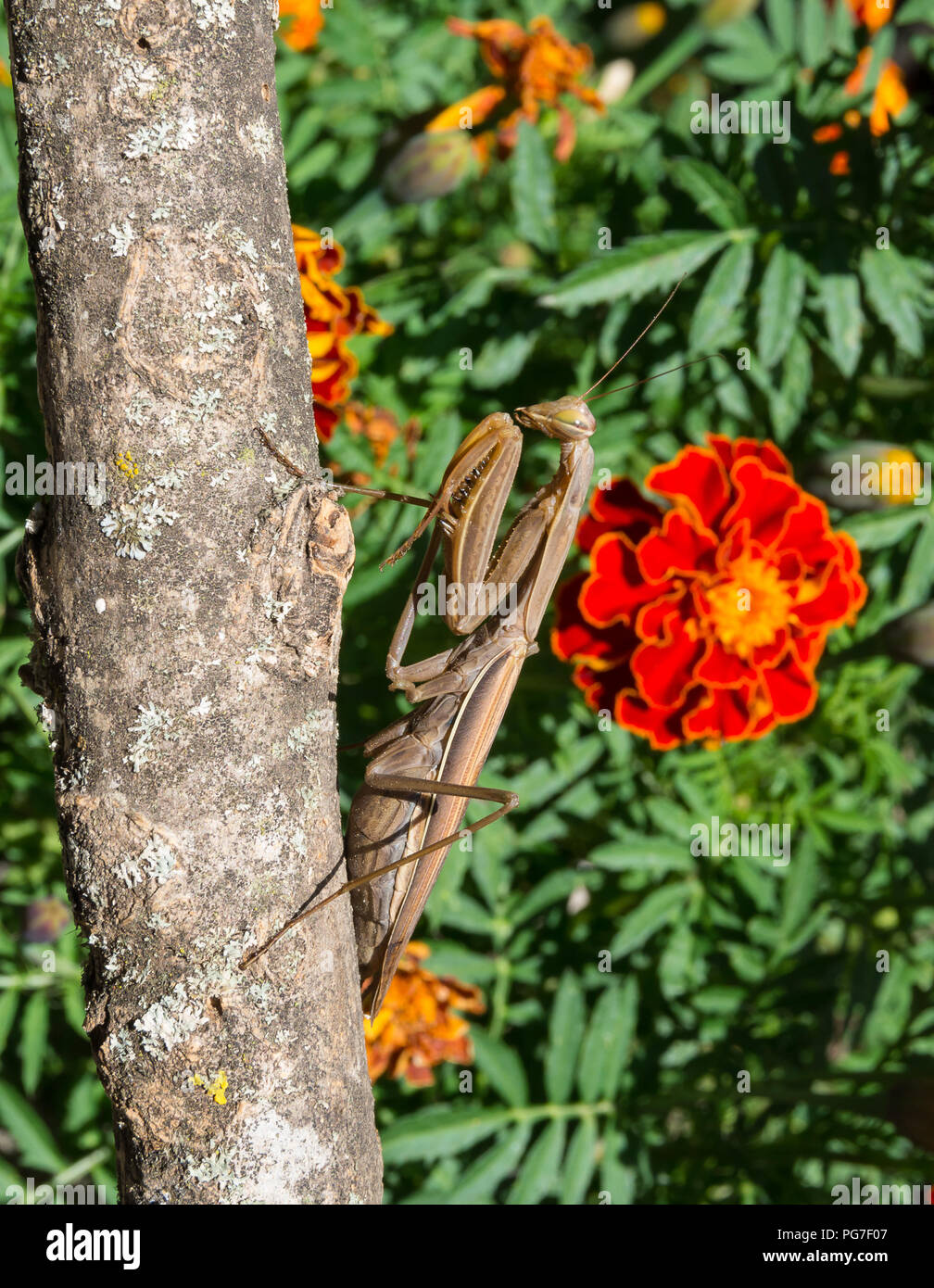 Mantide insetto marrone in natura. Predatore che caccia e mangia insetti altri. Foto Stock