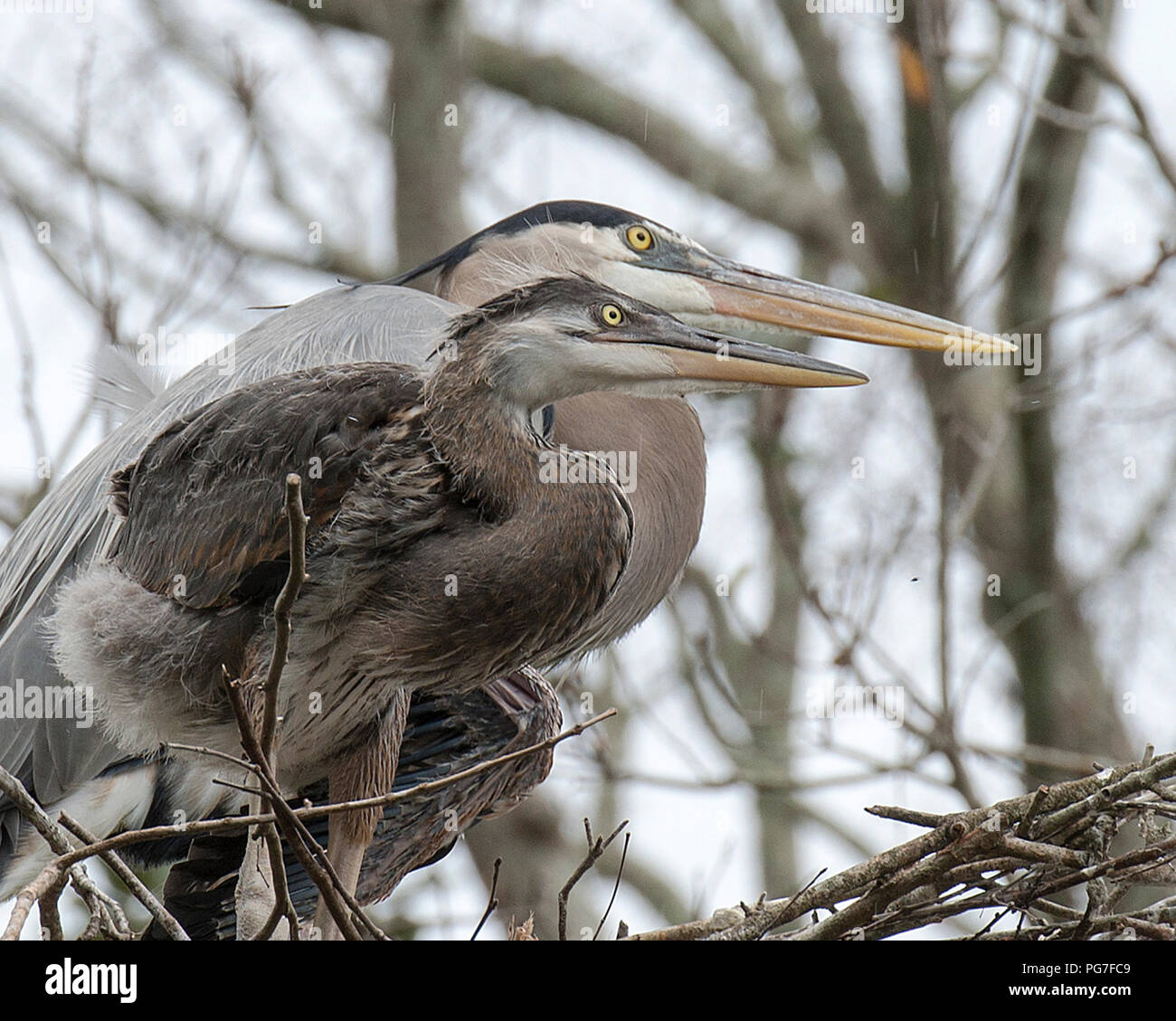 Bleu Heron bird su il nido con un bimbo piccolo airone cenerino uccello con un bokeh sfondo nel suo ambiente e dintorni. Foto Stock