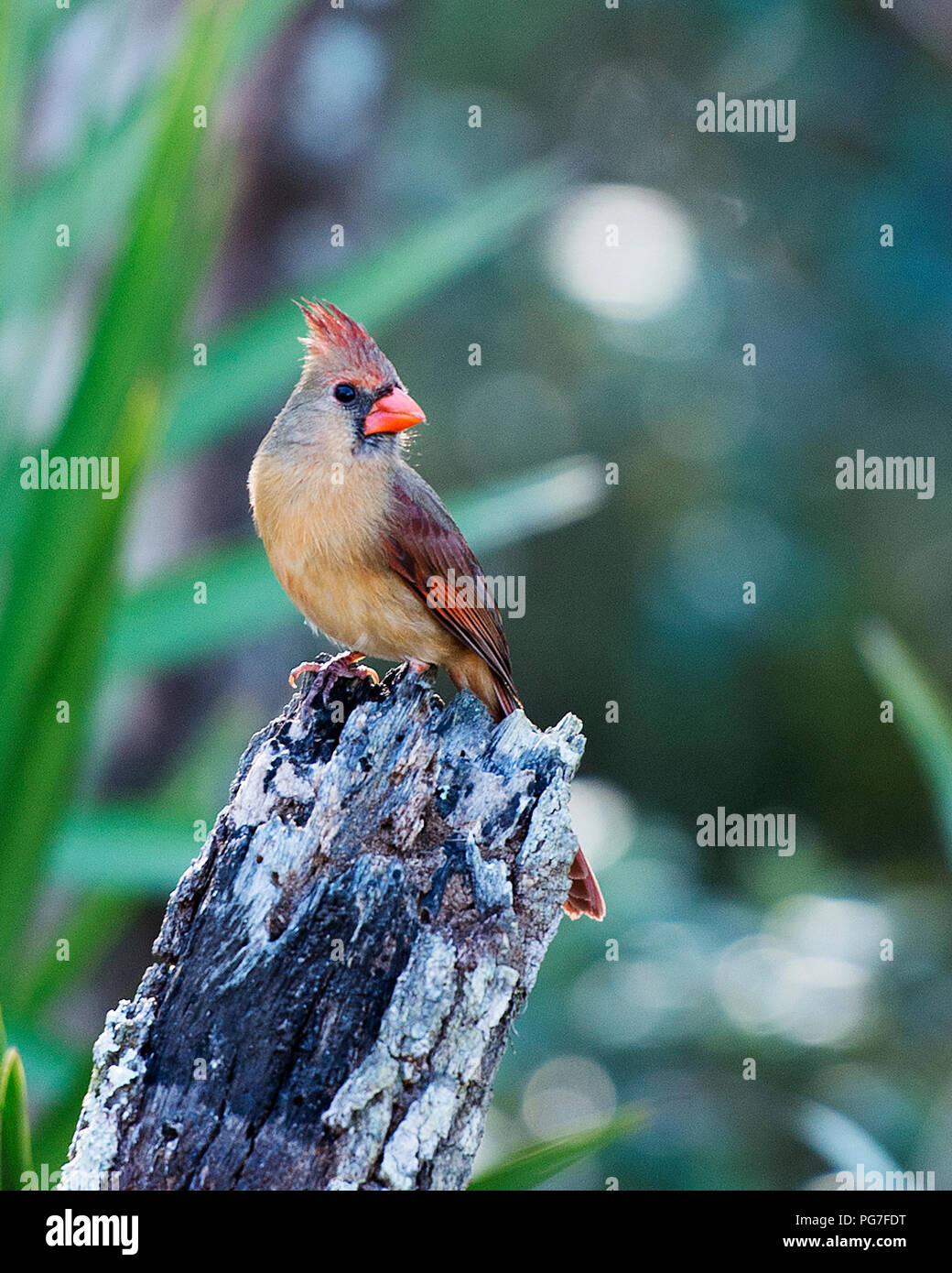 Il Cardinale uccello femmina arroccato con un bokeh sfondo nel suo circostanti e l'ambiente. Foto Stock