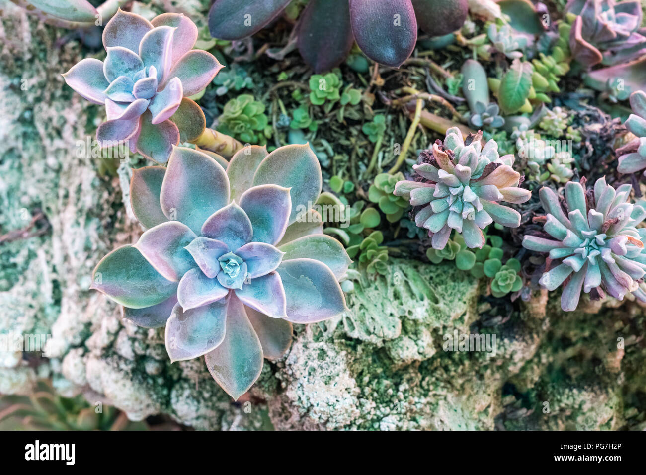 Close up vista dall'alto di varietà di piante succulente disposizione con ornamenti decorativi su un grunge rock pietra. La splendida natura di sfondo. Foto Stock