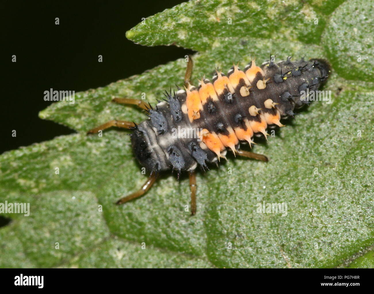 Primo istar (fase larvale) di un uccello di coccinella/coccinella (Coccinella septempunctata) Foto Stock