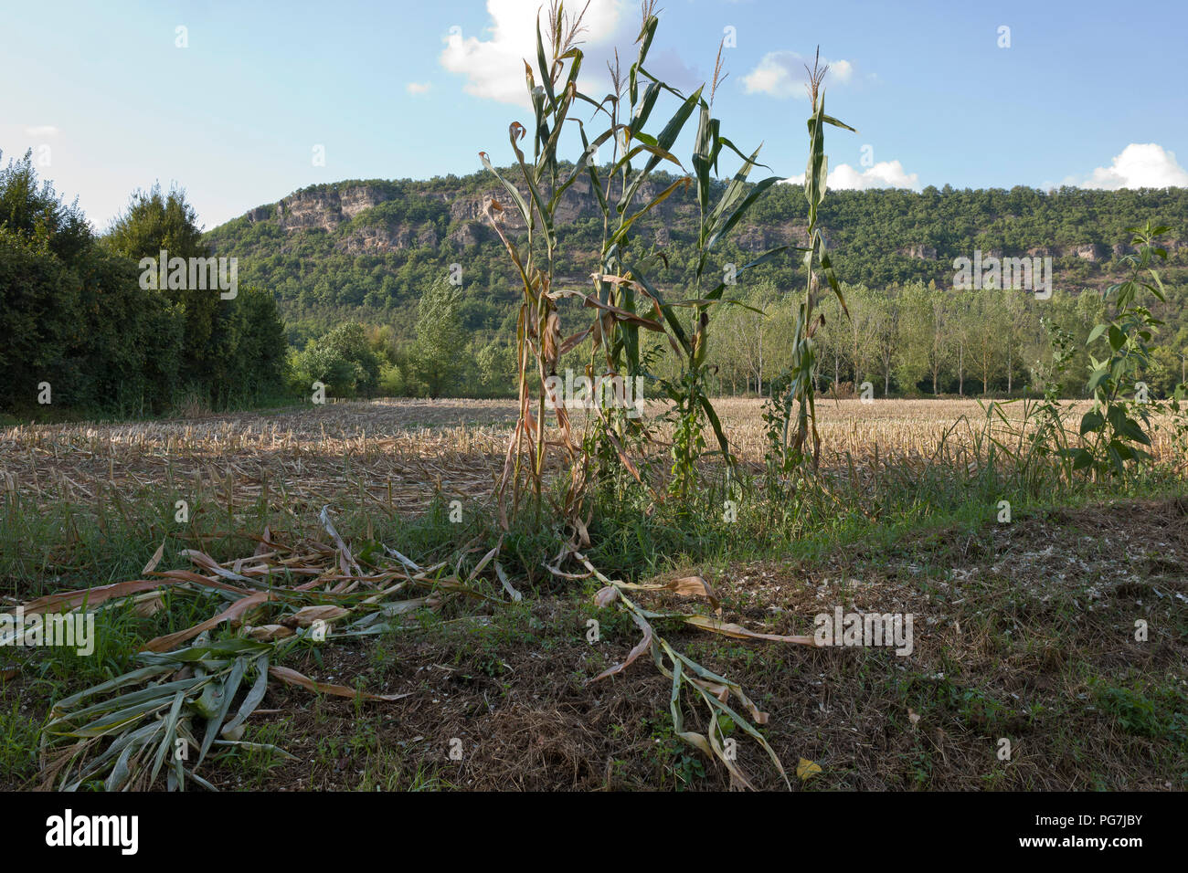 Uncut granturco crescente di sinistra dopo la raccolta nel corso di un periodo di siccità in Lexos, parte del comune di Varen, Tarn et Garonne, Occitanie, Francia ,l'Europa Foto Stock