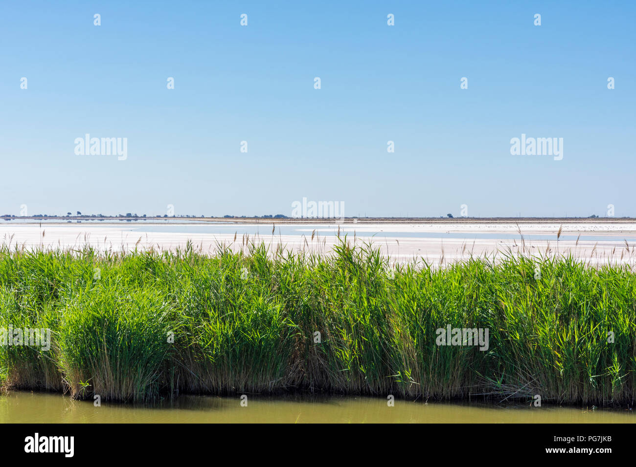 Le saline dietro i cespugli di tolleranza al sale ance, vicino a Aigues-Mortes, Gard, Francia Foto Stock