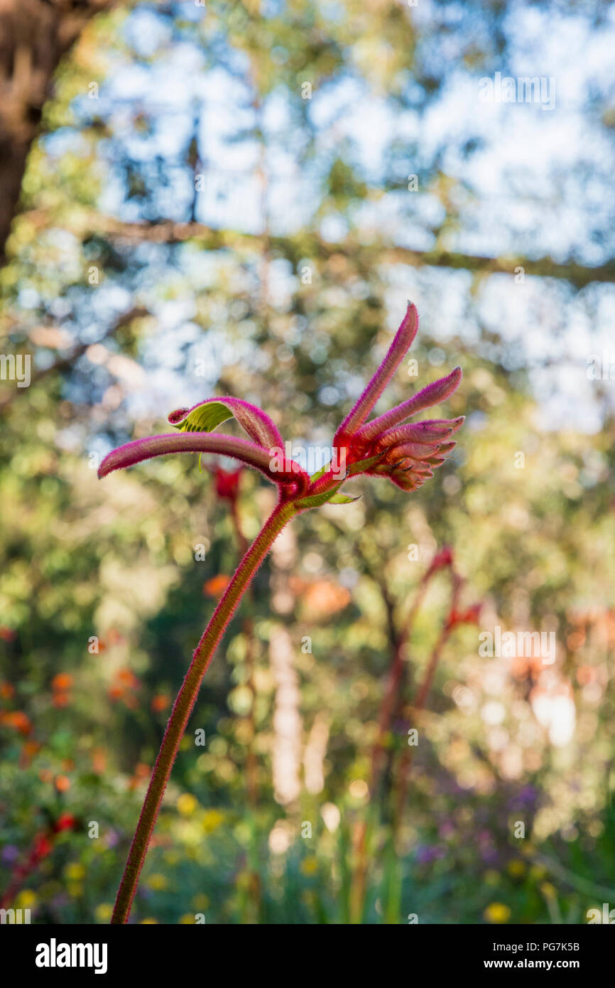 Messa a fuoco su un rosso e rosa Kangaroo Paw in Kings Park, Perth, Australia occidentale, Australia Foto Stock