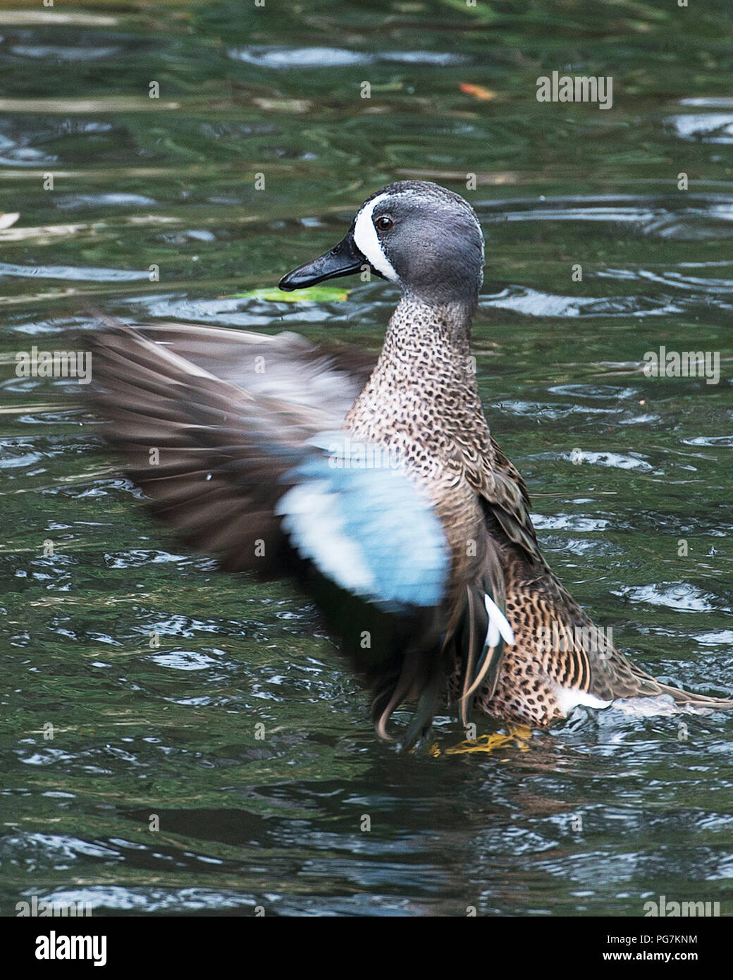 Duck bird godendo le sue circostanti al sole. Foto Stock