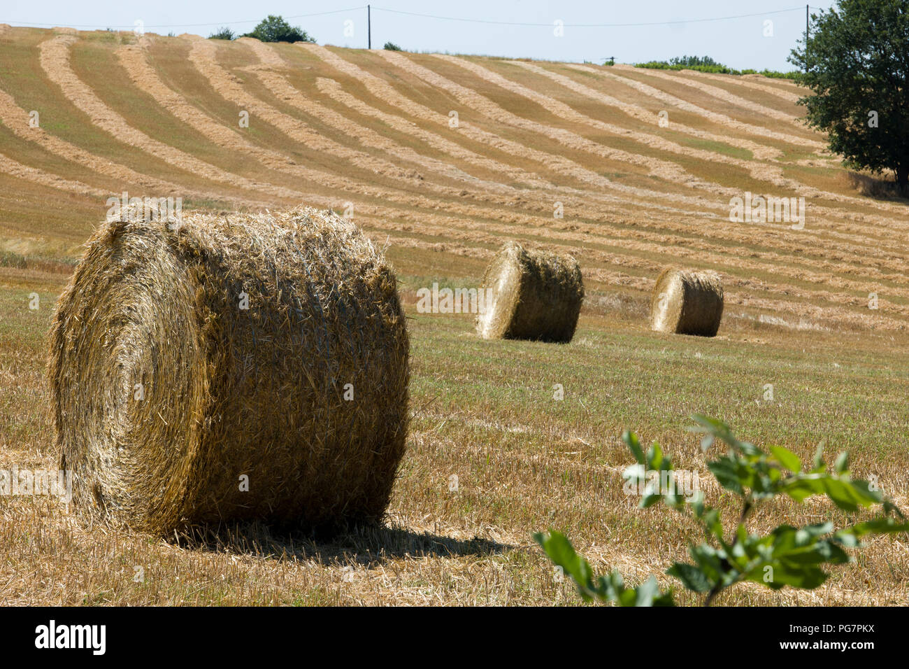 La raccolta e la pressatura di fieno dorato in Najac, Aveyron, Occitanie, Francia, Europa in estate Foto Stock