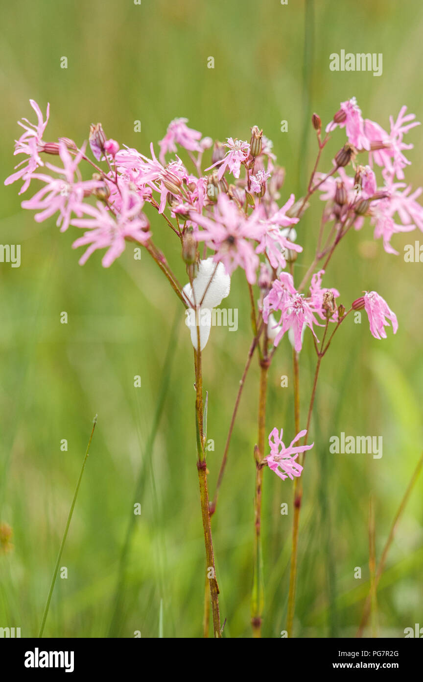 Il cuculo sputare su Ragged robin impianto Foto Stock