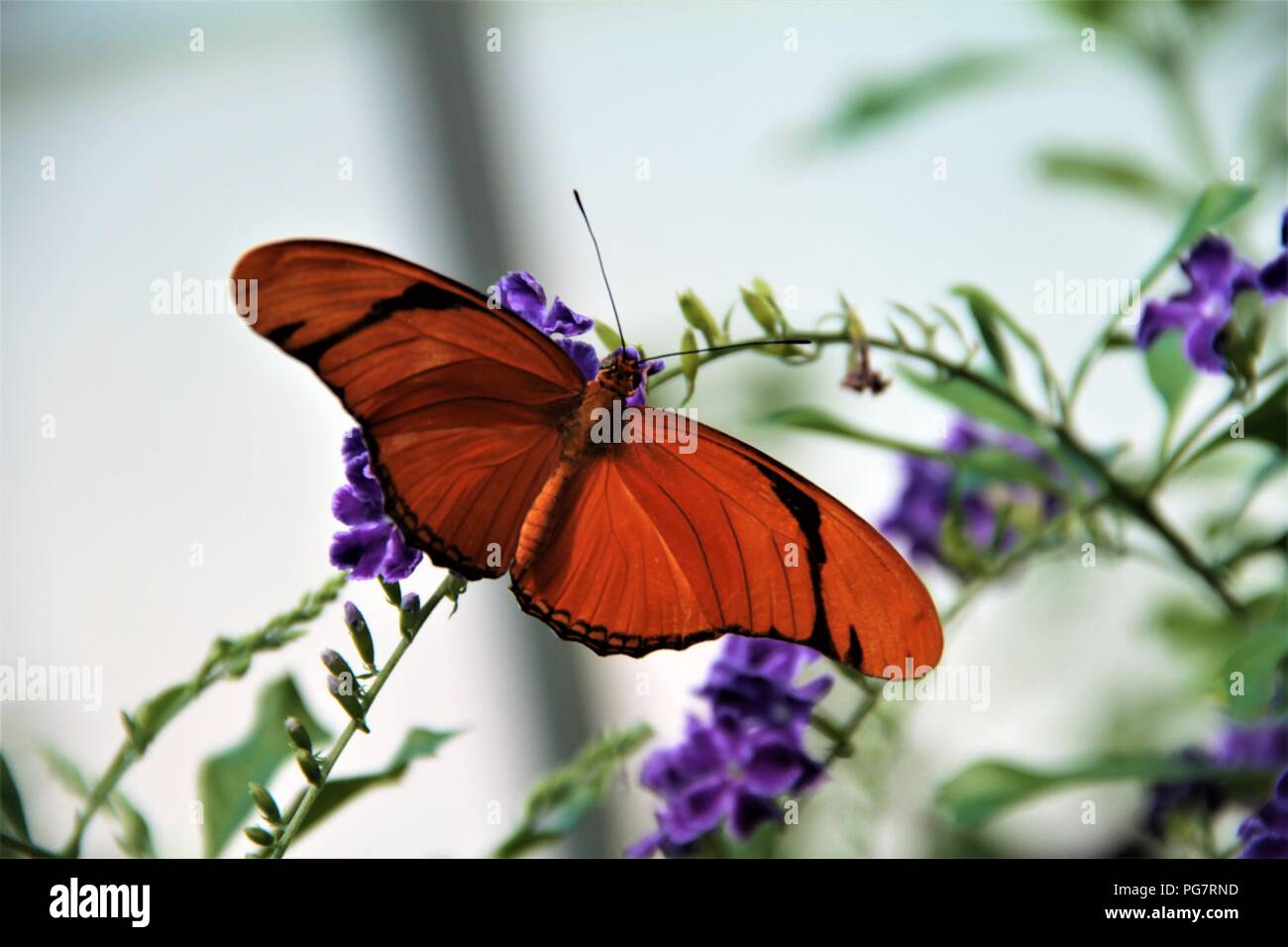 Flambeau nastrati heliconian arancione farfalla Foto Stock