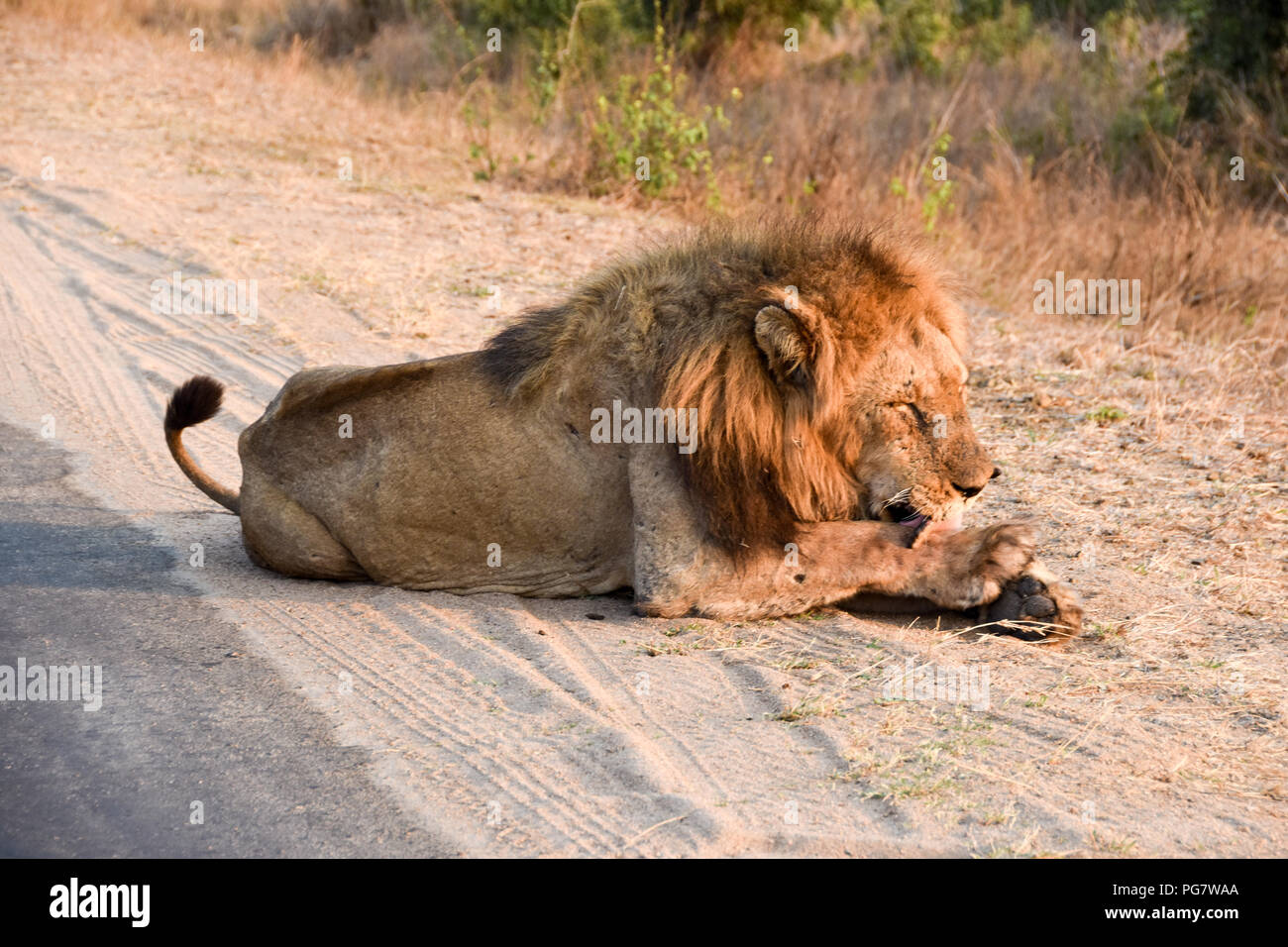 Chiusura del leone con un labbro come egli godere di sole del tardo pomeriggio. Ritratti della bestia che è il re della giungla Foto Stock