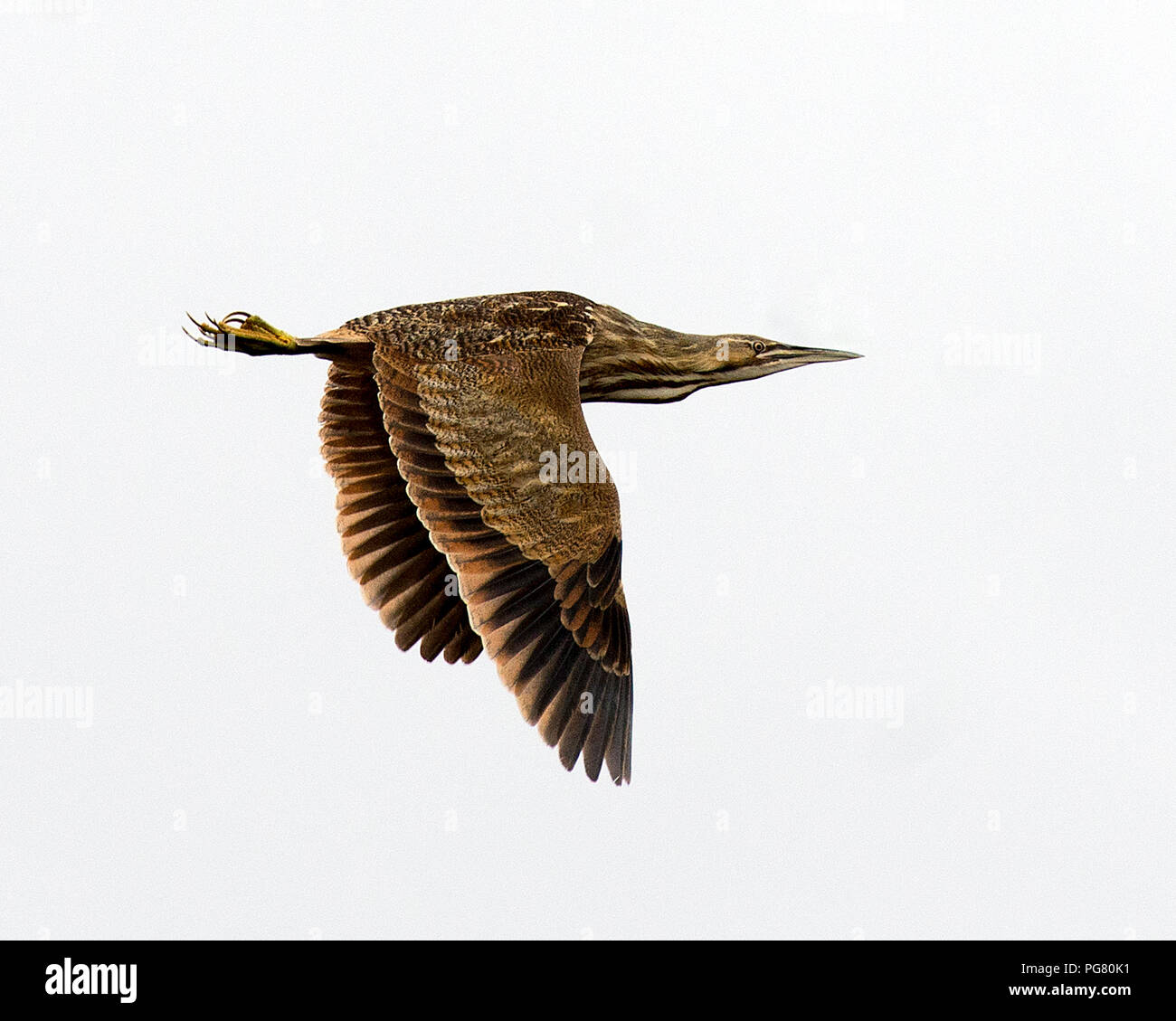 American tarabuso uccello vola con un cielo grigio sfondo nel suo ambiente e dintorni. Foto Stock